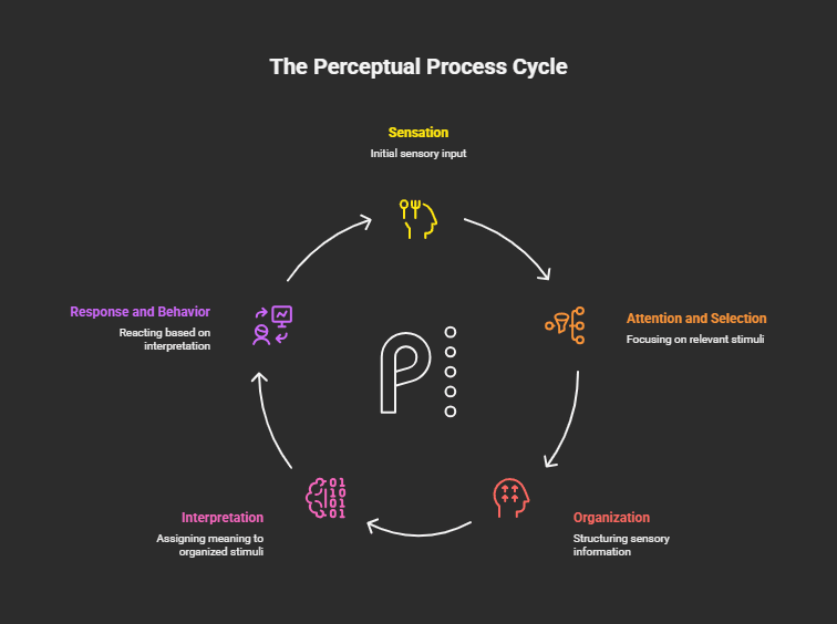 Perceptual Process Cycle